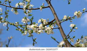 Attēlu rezultāti vaicājumam “Prunus cerasifera var. divaricata flower”