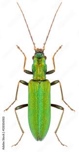 Attēlu rezultāti vaicājumam “Chrysanthia viridissima”