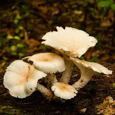 Attēlu rezultāti vaicājumam “Lentinus lepideus”