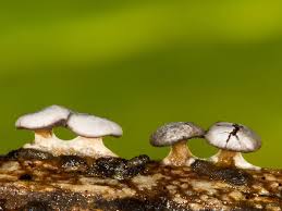 Attēlu rezultāti vaicājumam “Diderma hemisphaericum”