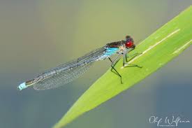 Attēlu rezultāti vaicājumam “Erythromma najas”