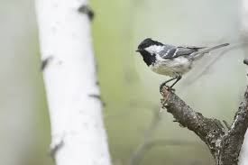 Attēlu rezultāti vaicājumam “Periparus ater adult”