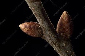 Attēlu rezultāti vaicājumam “Quercus robur bud”