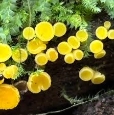 Attēlu rezultāti vaicājumam “Bisporella citrina”