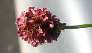 Attēlu rezultāti vaicājumam “Sanguisorba officinalis bud”