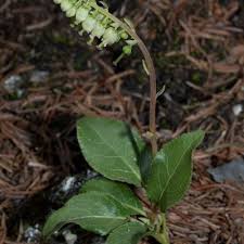 Attēlu rezultāti vaicājumam “Orthilia secunda leaf”