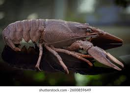 Attēlu rezultāti vaicājumam “Astacus astacus”