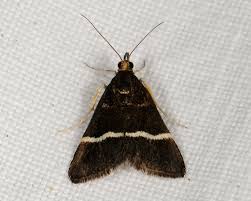 Attēlu rezultāti vaicājumam “Pyrausta cingulata”