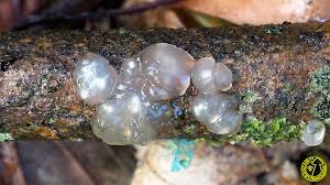 Attēlu rezultāti vaicājumam “Myxarium nucleatum”