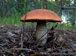 Attēlu rezultāti vaicājumam “Leccinum vulpinum”