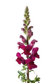Attēlu rezultāti vaicājumam “Antirrhinum majus”