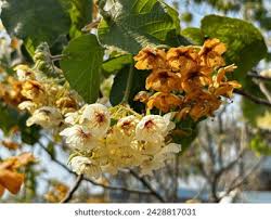 Attēlu rezultāti vaicājumam “Catalpa ovata flower”