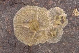 Attēlu rezultāti vaicājumam “Perichaena depressa sessile”