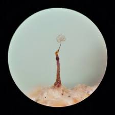 Attēlu rezultāti vaicājumam “Clastoderma debaryanum”