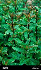 Image result for Pfefferminze