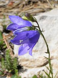 Image result for Campanula persicifolia