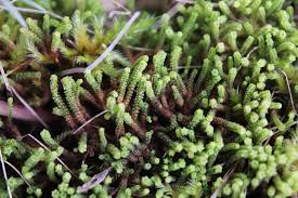 Attēlu rezultāti vaicājumam “Paludella squarrosa”