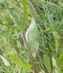 Attēlu rezultāti vaicājumam “Hemitrichia chrysospora young”