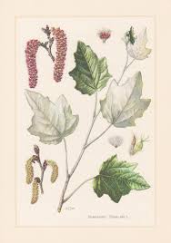 Attēlu rezultāti vaicājumam “Populus x lettland”