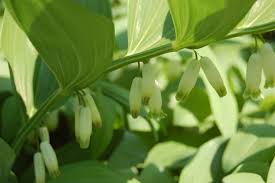 Attēlu rezultāti vaicājumam “Polygonatum odoratum flower”