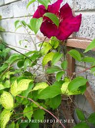 Attēlu rezultāti vaicājumam “Clematis leaf”