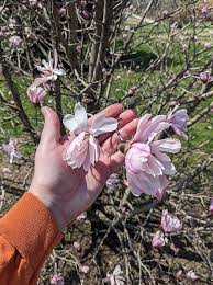 Attēlu rezultāti vaicājumam “Magnolia x loebneri flower”