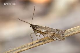 Attēlu rezultāti vaicājumam “Diurnea lipsiella”