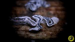 Attēlu rezultāti vaicājumam “Physarum bivalve”