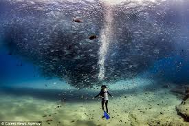Image result for Tornado Divers