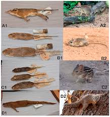 Attēlu rezultāti vaicājumam “Rodentia”