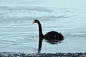 Image result for South Yorkshire Swans