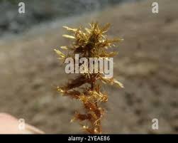 Attēlu rezultāti vaicājumam “Calliergon giganteum”