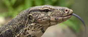 Attēlu rezultāti vaicājumam “Reptilia”