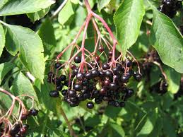 Attēlu rezultāti vaicājumam “Sambucus nigra fruit”