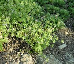 Attēlu rezultāti vaicājumam “Rubiaceae”
