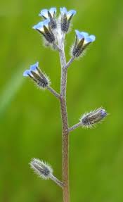 Attēlu rezultāti vaicājumam “Myosotis sparsiflora flower”