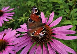 Image result for roter Sonnenhut