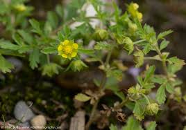 Attēlu rezultāti vaicājumam “Potentilla supina flower”