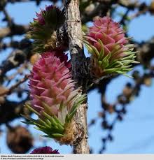 Attēlu rezultāti vaicājumam “Larix sibirica”