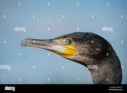 Attēlu rezultāti vaicājumam “Phalacrocorax carbo”
