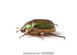 Attēlu rezultāti vaicājumam “Scarabaeidae”