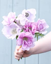 Image result for Anemonenarten