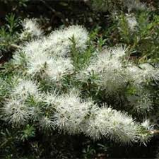 Attēlu rezultāti vaicājumam “Trichia ambigua”