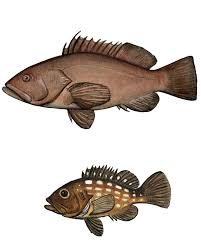 Image result for Hyporthodus niveatus