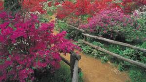 Attēlu rezultāti vaicājumam “Ericaceae”