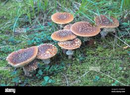 Attēlu rezultāti vaicājumam “Amanita regalis”