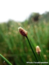 Attēlu rezultāti vaicājumam “Eleocharis palustris flower”