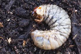 Attēlu rezultāti vaicājumam “Oryctes nasicornis larva”