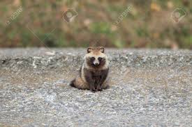 Attēlu rezultāti vaicājumam “Nyctereutes procyonoides”