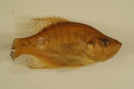 Image result for Pomoxis annularis